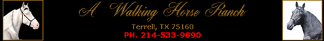 A Walking Horse Ranch is the Texas home of Tennessee Walking Horse stallions, Jose De Elrey and Generator's Man Of Color. Young, naturally gaited  horses for sale for show, trail and pleasure. Your source for Texas-sized gaited horses.